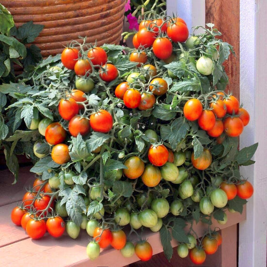 Balkona tomāti “Tumbling Tiger” (stāds)